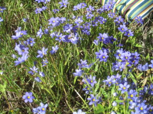 Grass|Sargent Texas